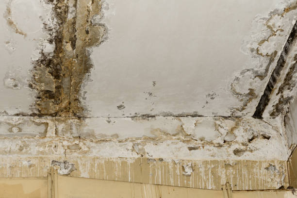 Why You Should Choose Our Mold Remediation Services in North Boston, NY